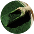 Spirulina Máxima